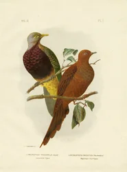 Large-Tailed Pigeon or Brown Cuckoo-Dove